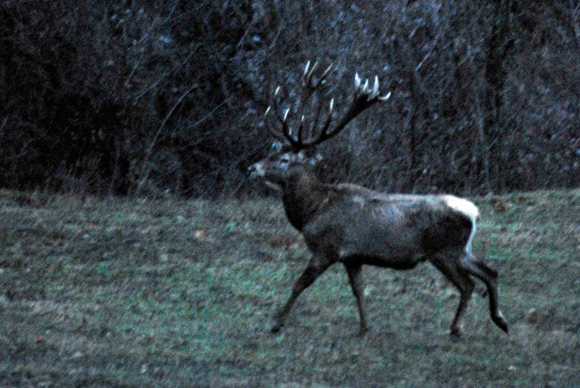 PASSIONE PER IL CERVO
